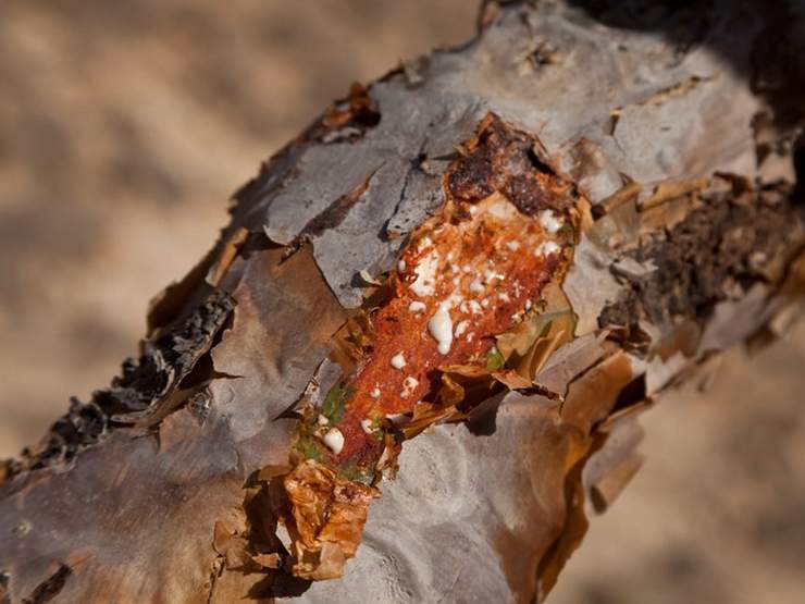 Frankincense Tree